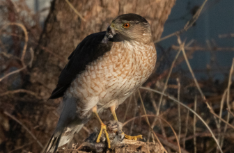 This Hawk Figured Out Traffic Signals to Ambush Its Prey
