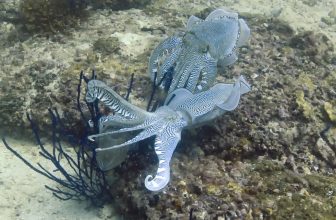 Cuttlefish Seem to ‘Wave’ at Each Other, but What They’re Saying Is Still a Mystery