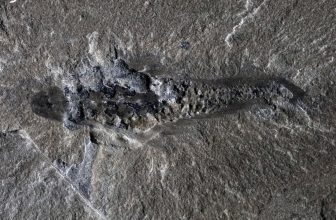 506-Million-Year-Old ‘Mothra’ Fossil Shows the Weirdness of Early Life