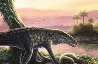 Sprinting Crocs With ‘Legs Like Greyhounds’ Once Ruled the Caribbean