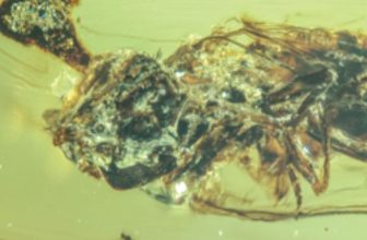 Unreal Amber Fossils Show ‘Last of Us’ Zombie Fungus Terrorizing Bugs During the Cretaceous