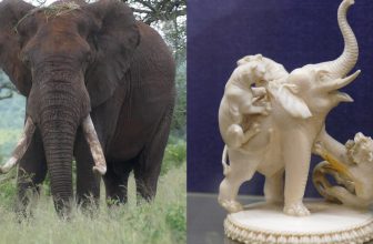 How Prehistoric Mammoth Tusks Could Help Bust Modern-Day Ivory Smugglers