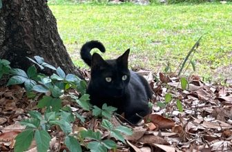 Florida Cat Named Pepper Brings Home Never-Before-Seen Virus—for the Second Time