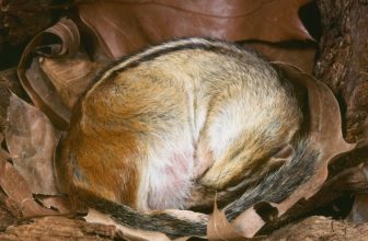 Hibernation’s Hidden Healing ‘Superpowers’ Could Be Locked in Our DNA