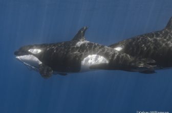 Orcas Pretend to Drown Each Other in Rare Training Session Caught on Camera