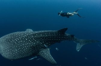 Nearly Every Whale Shark at This Tourist Destination Bears Human-Made Scars