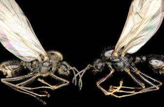 ‘Sexual Parasite’ Ant Queens Enslave Other Species to Create Cloned Hybrid Workers