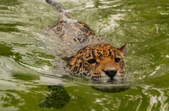 Jaguar Smashes Record for the Species’ Longest Recorded Swim, Baffling Scientists